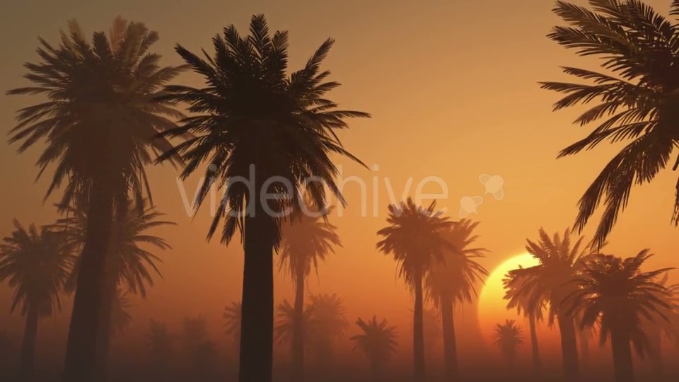Palms in Desert at Sunset Videohive 19212031 Motion Graphics Image 7