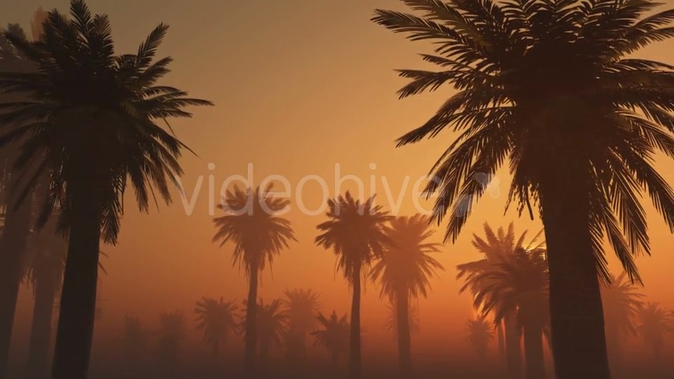 Palms in Desert at Sunset Videohive 19212031 Motion Graphics Image 8