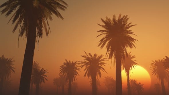 Palms in Desert at Sunset - Videohive 19212031 Download