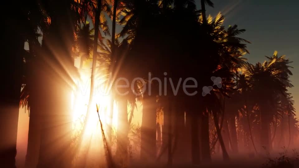 Palms in Desert at Sunset Videohive 19033573 Motion Graphics Image 1