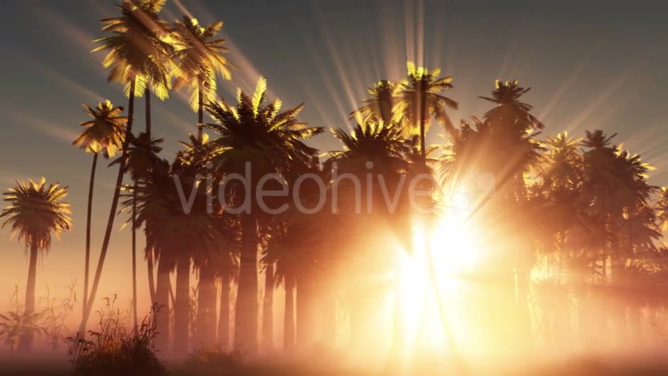 Palms in Desert at Sunset Videohive 19033573 Motion Graphics Image 10