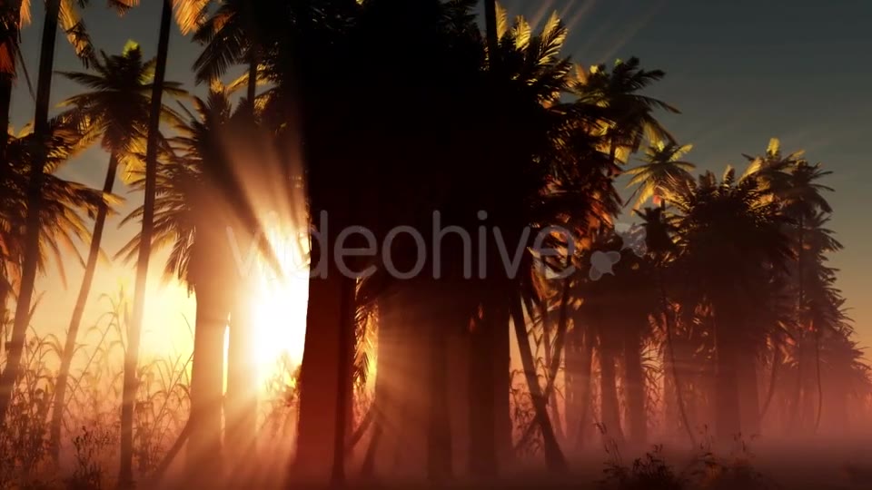 Palms in Desert at Sunset Videohive 19033573 Motion Graphics Image 2