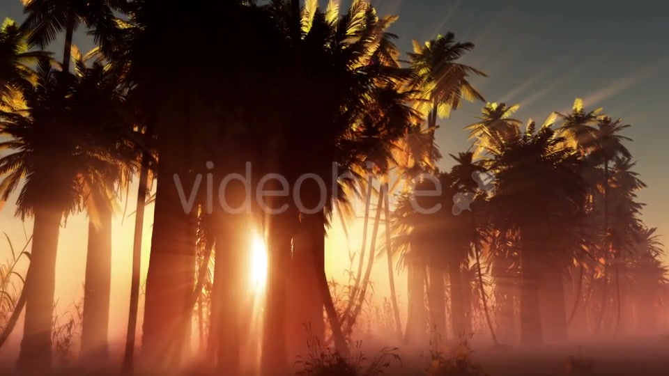 Palms in Desert at Sunset Videohive 19033573 Motion Graphics Image 3