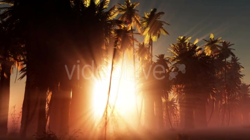 Palms in Desert at Sunset Videohive 19033573 Motion Graphics Image 4