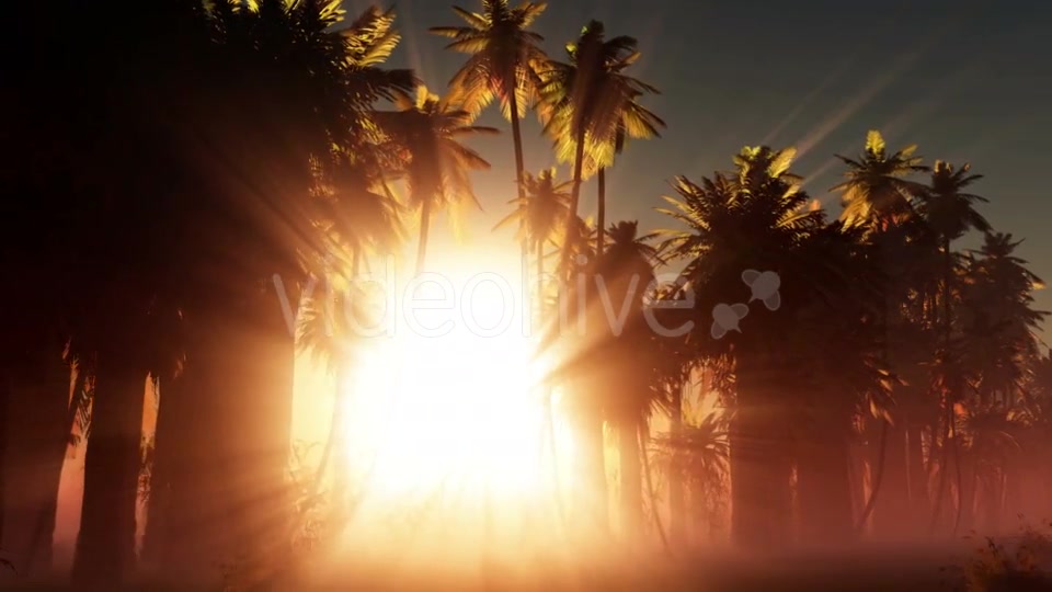 Palms in Desert at Sunset Videohive 19033573 Motion Graphics Image 5