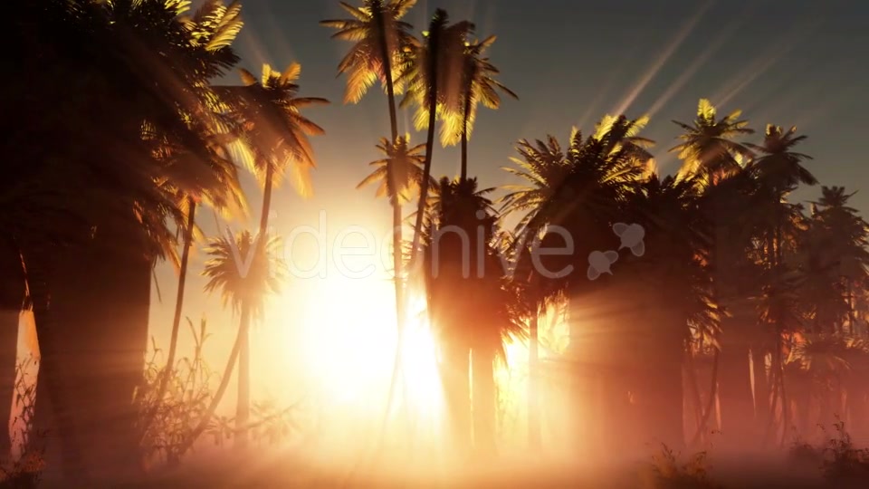 Palms in Desert at Sunset Videohive 19033573 Motion Graphics Image 6