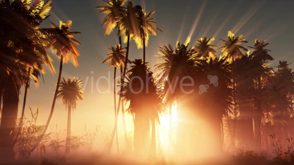 Palms in Desert at Sunset Videohive 19033573 Motion Graphics Image 7