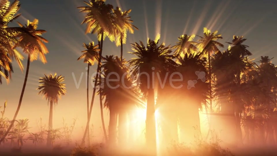 Palms in Desert at Sunset Videohive 19033573 Motion Graphics Image 8