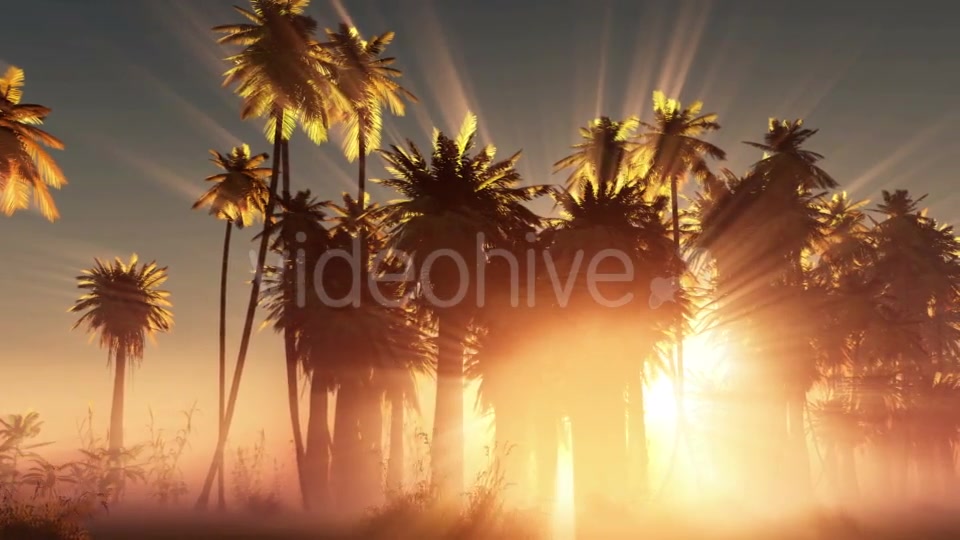 Palms in Desert at Sunset Videohive 19033573 Motion Graphics Image 9