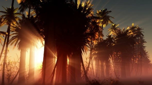 Palms in Desert at Sunset - Videohive Download 19033573