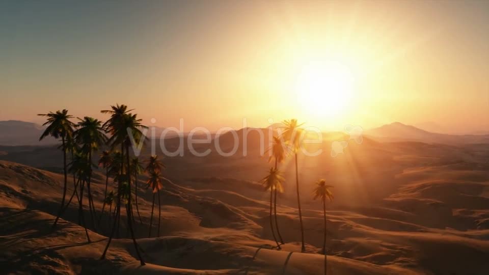 Palms in Desert at Sunset Videohive 19212144 Motion Graphics Image 1