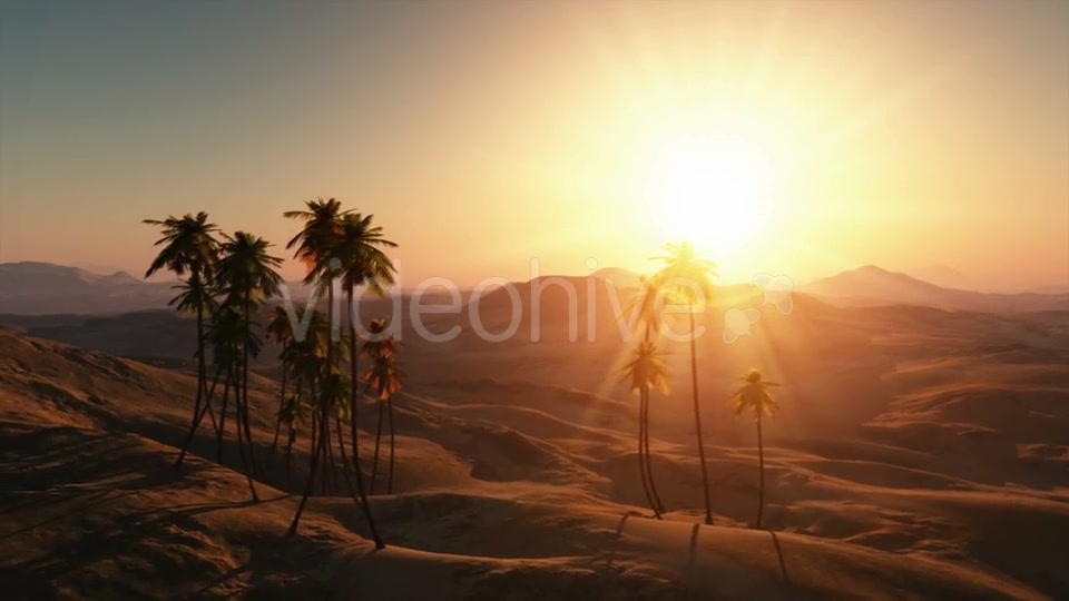 Palms in Desert at Sunset Videohive 19212144 Motion Graphics Image 2