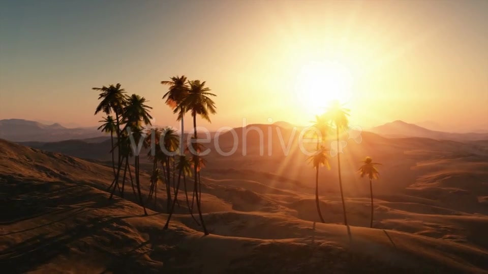 Palms in Desert at Sunset Videohive 19212144 Motion Graphics Image 3