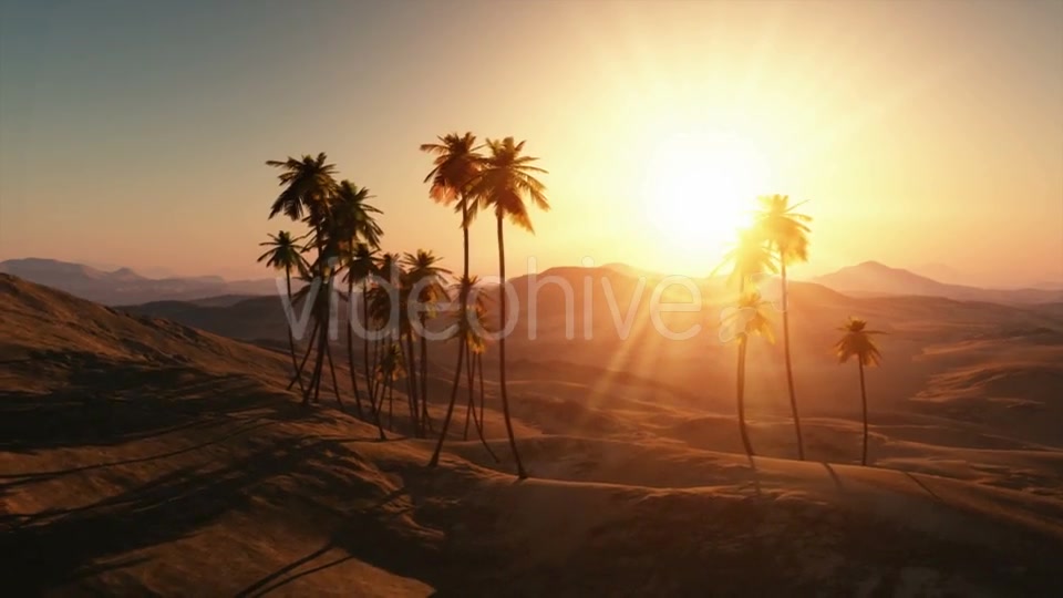 Palms in Desert at Sunset Videohive 19212144 Motion Graphics Image 4