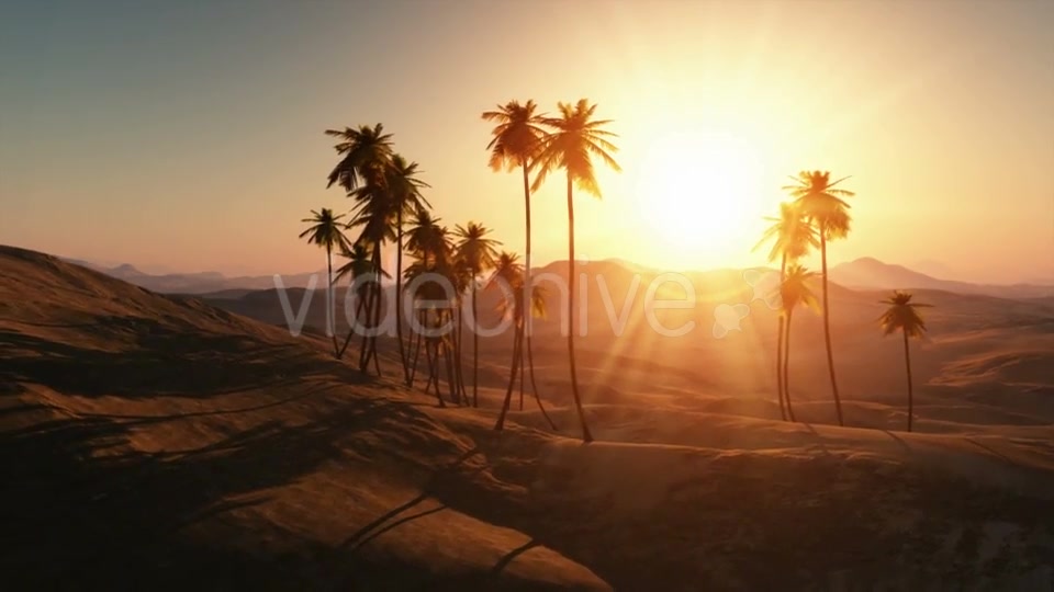 Palms in Desert at Sunset Videohive 19212144 Motion Graphics Image 5