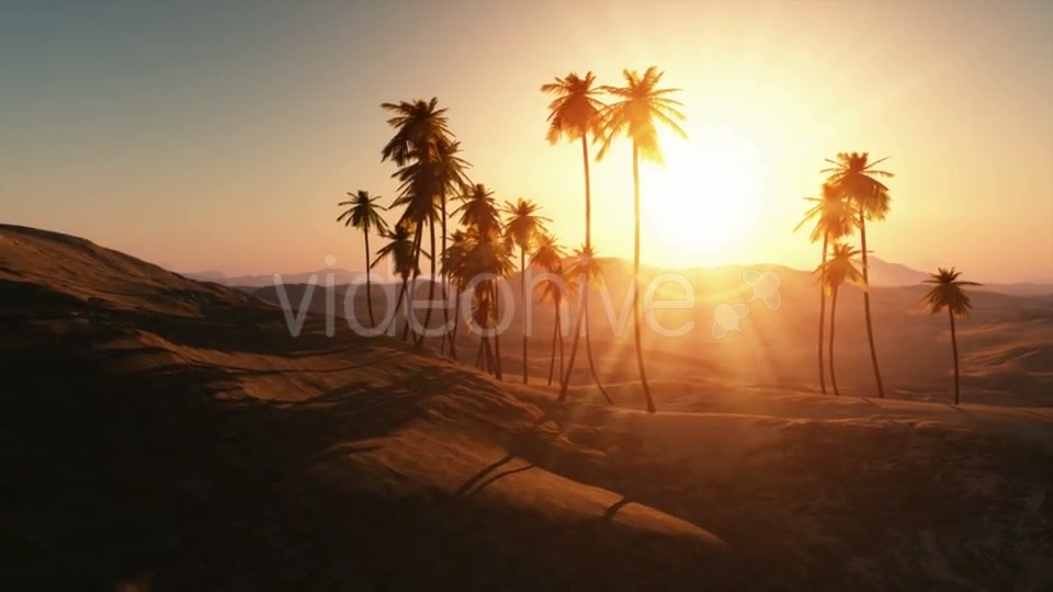 Palms in Desert at Sunset Videohive 19212144 Motion Graphics Image 6