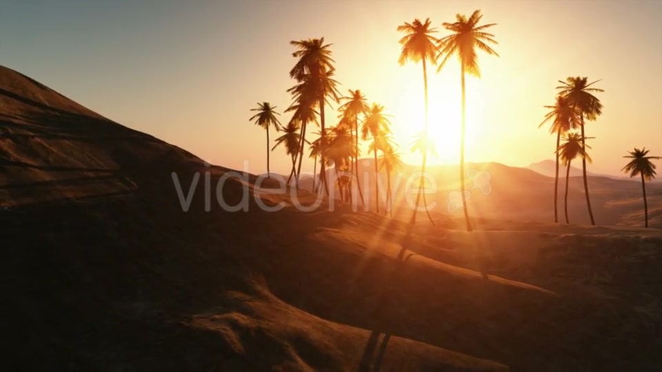 Palms in Desert at Sunset Videohive 19212144 Motion Graphics Image 8