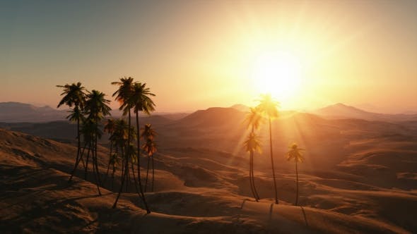 Palms in Desert at Sunset - Videohive Download 19212144