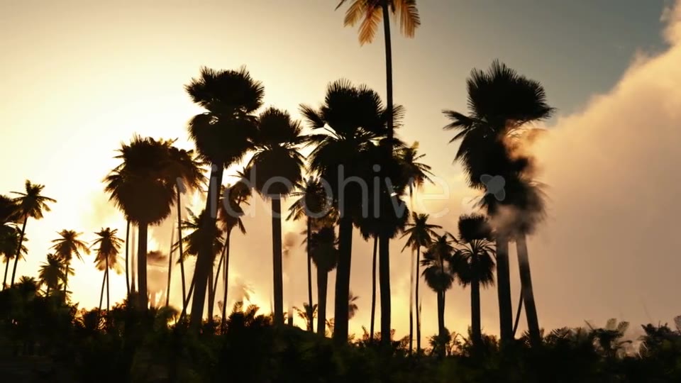 Palms in Desert at Sunset Videohive 19269122 Motion Graphics Image 3