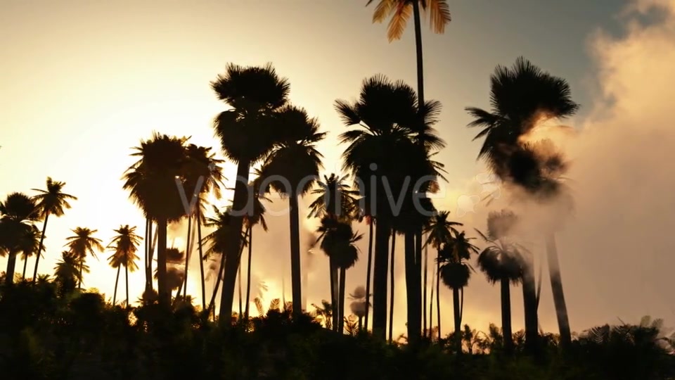Palms in Desert at Sunset Videohive 19269122 Motion Graphics Image 4