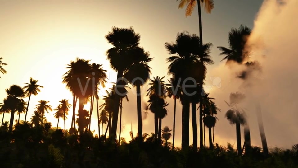 Palms in Desert at Sunset Videohive 19269122 Motion Graphics Image 5