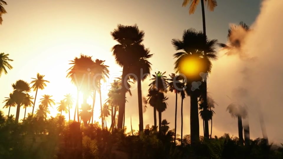 Palms in Desert at Sunset Videohive 19269122 Motion Graphics Image 6