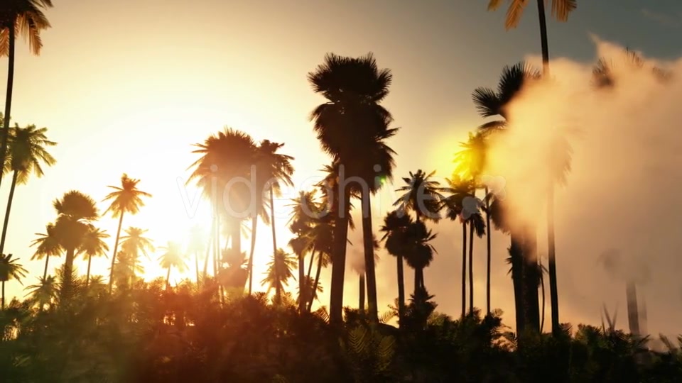 Palms in Desert at Sunset Videohive 19269122 Motion Graphics Image 8
