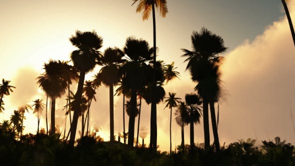 Palms in Desert at Sunset - Videohive Download 19269122
