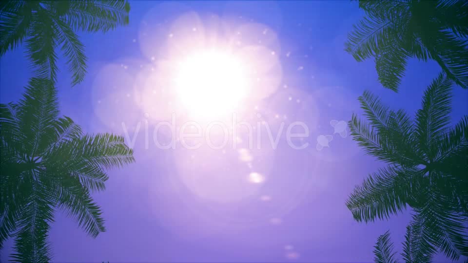 Palms Loop Background Videohive 20233298 Motion Graphics Image 1