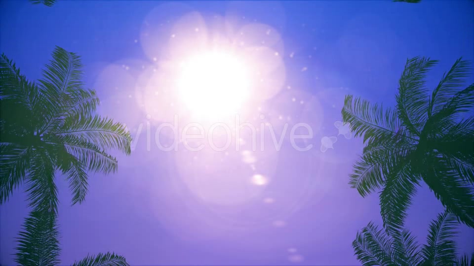 Palms Loop Background Videohive 20233298 Motion Graphics Image 4