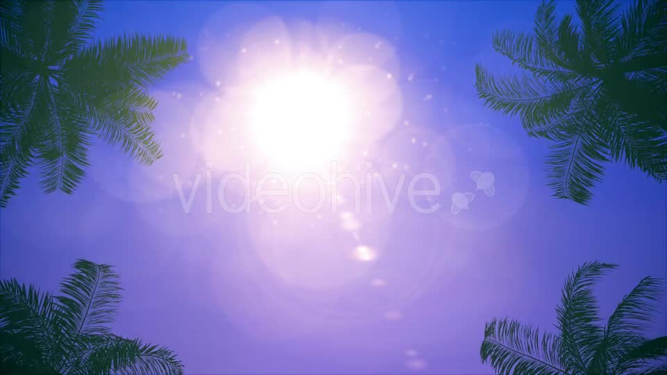 Palms Loop Background Videohive 20233298 Motion Graphics Image 7