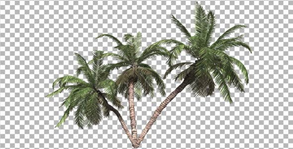 Palms V 3 - Download 8529577 Videohive