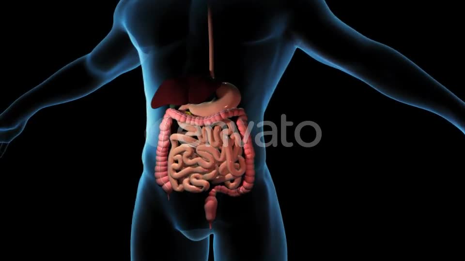 Pancreas In The Human Body Videohive 22111737 Motion Graphics Image 1