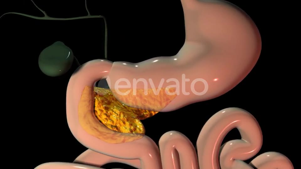 Pancreas In The Human Body Videohive 22111737 Motion Graphics Image 2
