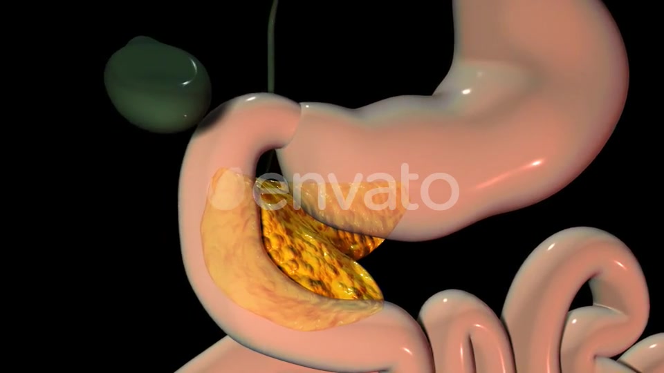 Pancreas In The Human Body Videohive 22111737 Motion Graphics Image 3
