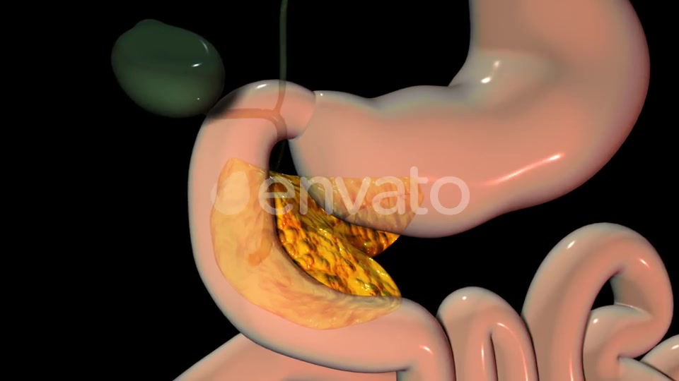 Pancreas In The Human Body Videohive 22111737 Motion Graphics Image 4