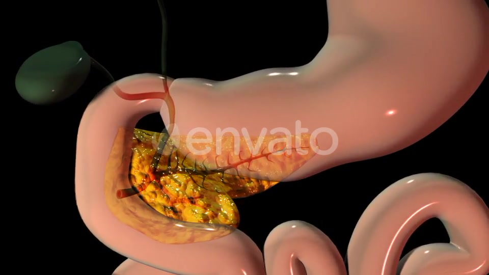 Pancreas In The Human Body Videohive 22111737 Motion Graphics Image 5