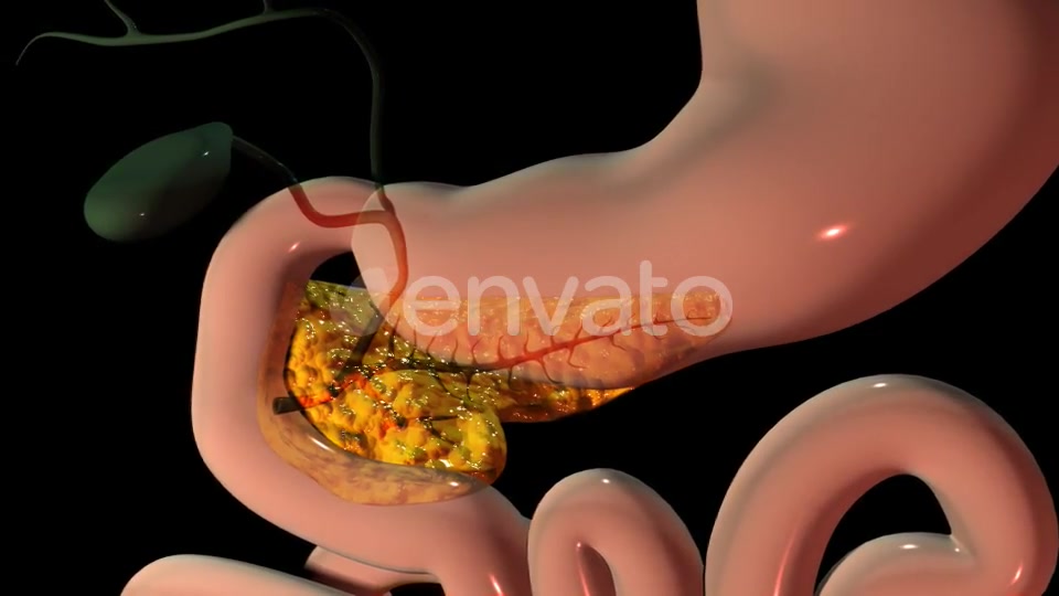 Pancreas In The Human Body Videohive 22111737 Motion Graphics Image 6