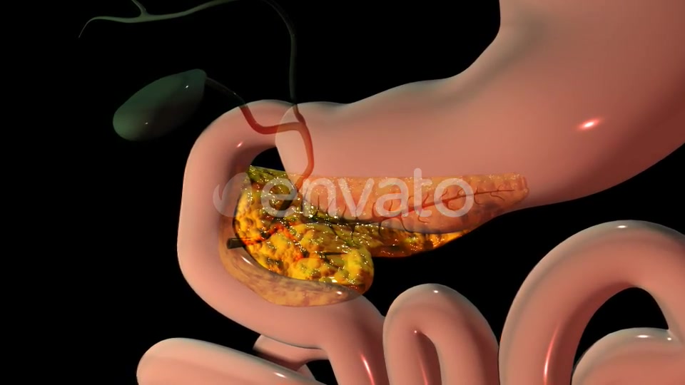 Pancreas In The Human Body Videohive 22111737 Motion Graphics Image 7