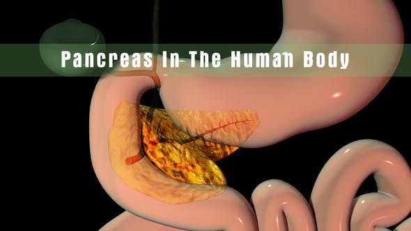 Pancreas In The Human Body - Videohive Download 22111737