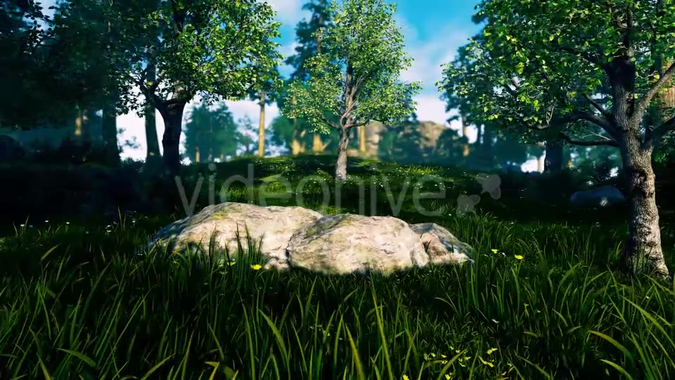 Panorama Forest 360 Videohive 17260849 Motion Graphics Image 6