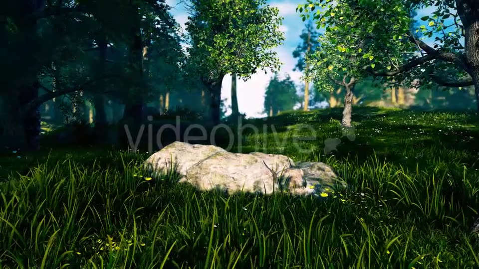 Panorama Forest 360 Videohive 17260849 Motion Graphics Image 7