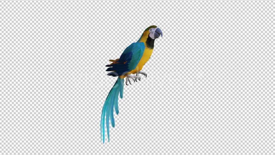 Parrot 1 Realistic Videohive 21085938 Motion Graphics Image 1