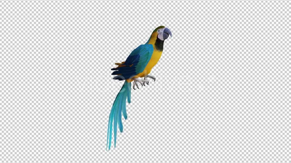 Parrot 1 Realistic Videohive 21085938 Motion Graphics Image 2