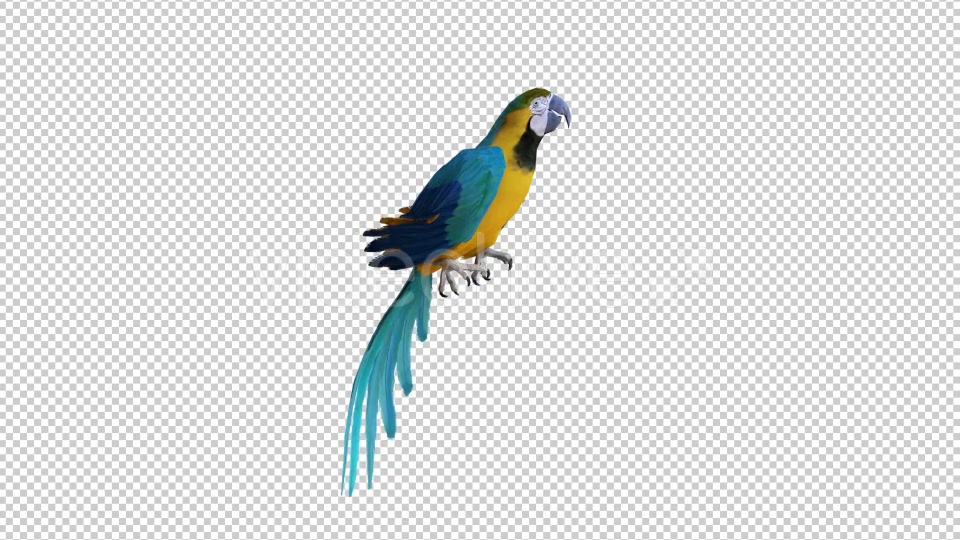Parrot 1 Realistic Videohive 21085938 Motion Graphics Image 3