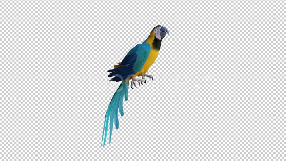 Parrot 1 Realistic Videohive 21085938 Motion Graphics Image 5