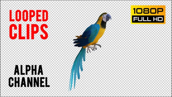 Parrot 1 Realistic - Download Videohive 21085938