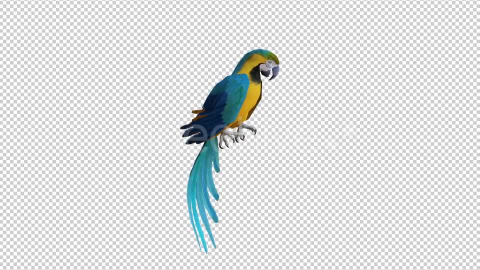 Parrot 2 Realistic Videohive 21085979 Motion Graphics Image 1