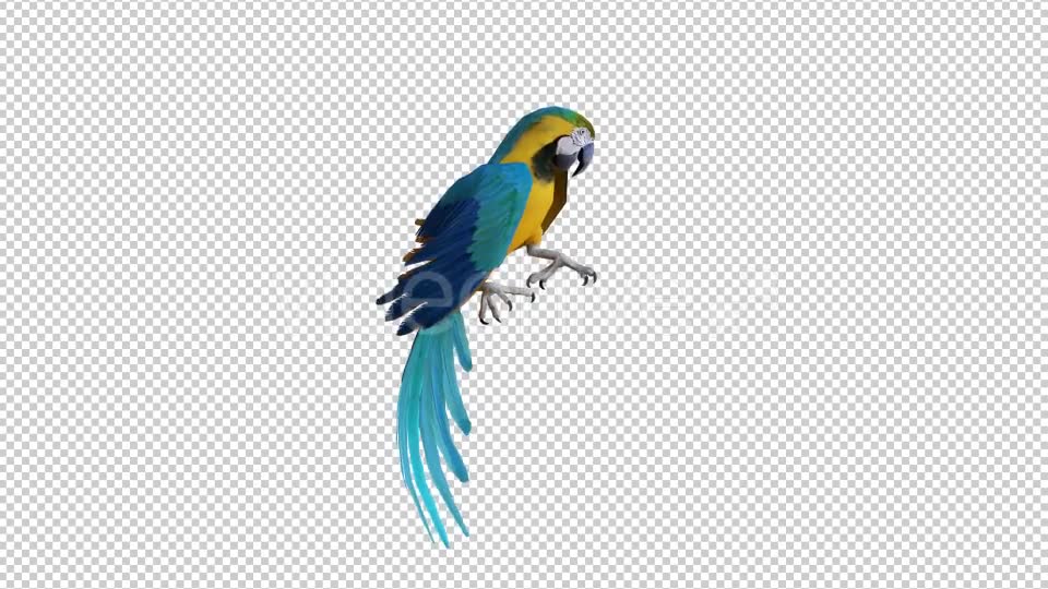 Parrot 2 Realistic Videohive 21085979 Motion Graphics Image 2