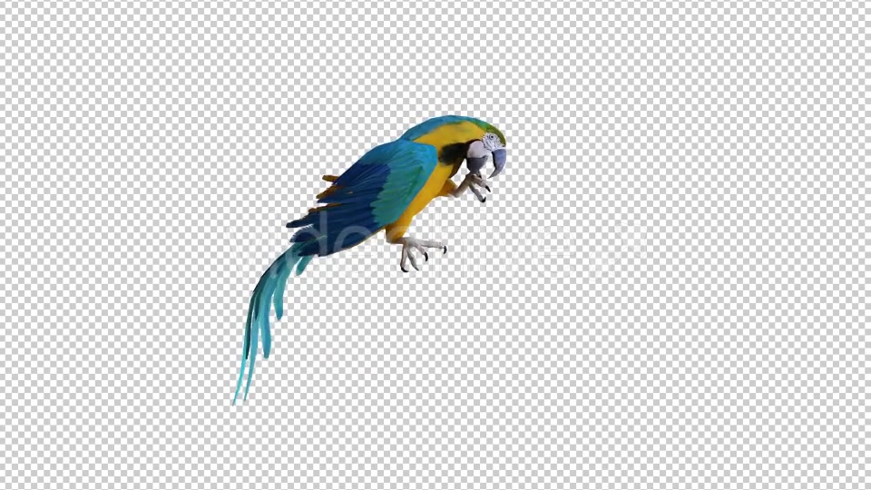 Parrot 2 Realistic Videohive 21085979 Motion Graphics Image 3